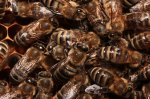 Honigbienen brauchen tatkräftige Unterstützung ihrer wilden Artgenossen.