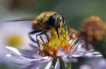 honey containing pollen with unapproved GE events cannot be marketed