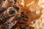 Müssen Bienen, Imker und Verbraucher bald Gentechnik im Honig akzeptieren? (Foto: Jan Ganschow)