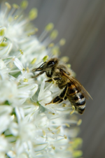 Pestizide schaden Bienen erheblich