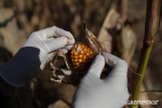 GMO contamination in China