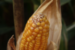 In Mexiko sollen im Dezember Gentechnik-Mais-Plantagen angelegt werden, die größer sind als Hessen.