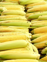 Wachsen bald Gentech-Maiskolben auf unseren Feldern?