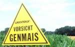 In Amerika ist Gentechnik allgegenwärtig, in Deutschland herrscht Protest (Foto: Langer/Greenpeace)